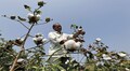 Cotton hits all-time high in India at Rs 43,240/bale, check details
