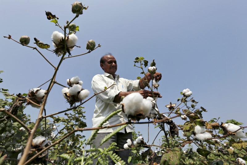 Bayer Revives Plan To Introduce New GM Cotton Seeds In India