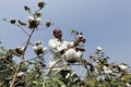 India may place a ban on cotton export as prices double in less than a year
