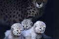 Cheetah cubs make public debut at German zoo