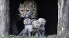 How 6 cheetahs died in last 2 months months and what's next
