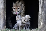 India to bring 12 cheetahs from South Africa every year 