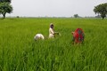 India rice export prices driven up by higher local rates