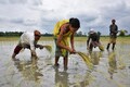 Natural calamities force private insurers to exit from insuring crops, says report