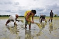 India rice rates rise, Vietnam prices slip before holiday