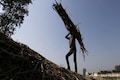 India's sugar output may drop next year as drought cuts cane planting
