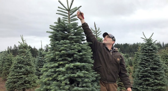 Christmas tree farmers in US aim to boost sales via social media