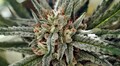 Madhya Pradesh government to make cultivation of cannabis legal
