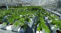 Pioneering Uruguay set to begin exporting medical marijuana