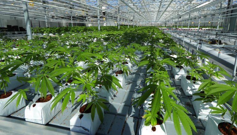 US allows flyers to travel with drug derived from marijuana US allows flyers to travel with drug derived from marijuana