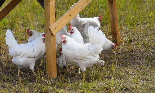 Coronavirus takes toll on chicken sales, demand down 50%, prices by 70%