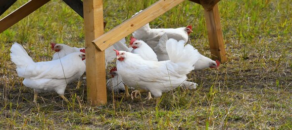 Coronavirus takes toll on chicken sales, demand down 50%, prices by 70%