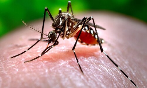 COVID-19, dengue double infection treatment tricky, needs balanced approach: Doctors