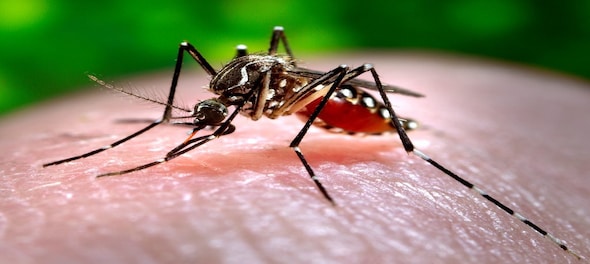 National Dengue Day 2023: Date, significance and everything you need to ...