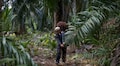 India cuts tax on palm oil imports; Malaysia to gain most