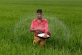 India rice rates ease on falling rupee, demand; Thai harvest to augment supply