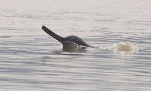 Gangetic river dolphins in the Sundarbans struggle with swelling salinity