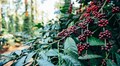Coffee Board launches blockchain-based app to help growers