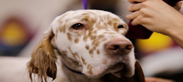 Bajaj Allianz launches pet dog policy - CNBC TV18