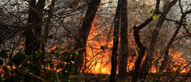 Forest fire at Bandipur Tiger Reserve contained with help of water-bombing IAF choppers