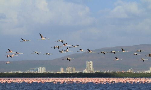 Wetlands to waste bins, Mumbai’s diverse habitats house hundreds of bird species