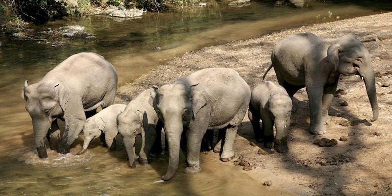 24 elephants get 'drunk', sleep for hours in Odisha forest after consuming mahua, claim villagers