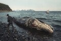 Looking back at the Exxon Valdez oil spill of 1989 and its lasting wounds