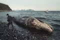Looking back at the Exxon Valdez oil spill of 1989 and its lasting wounds