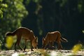 Will dhole packs continue roaming the forests of the Western Ghats?