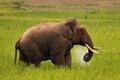 Ping! Elephants ahead: reducing human-elephant conflict, one SMS at a time