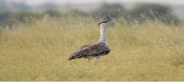 Save the Great Indian Bustard from wind power projects