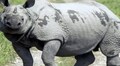 Assam’s rhino habitat overtaken by invasives