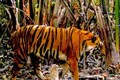 Climate change imperils Sundarbans tiger habitats