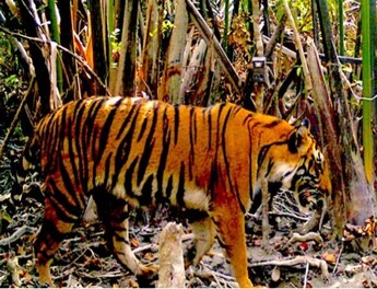 Bengal Tigers May Not Survive Climate Change - The New York Times