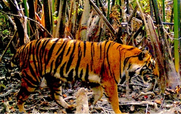 Climate Change Imperils Sundarbans Tiger Habitats