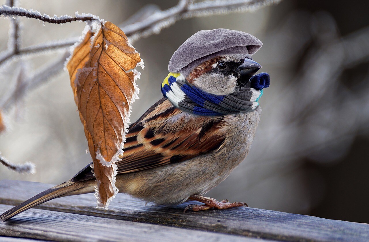 House Sparrow Bird Facts