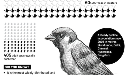 World Sparrow Day: Here are a few facts about the house sparrow, an endangered species