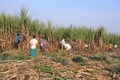 Indian sugar mills owe record $4.38 billion to cane growers