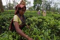 McLeod Russel falls 10% on tea company's decision to sell 3 estates in Assam; Stock corrects 38% this week