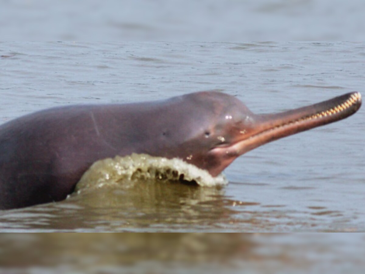 Is the endgame inevitable for the Ganges river dolphin in Barak