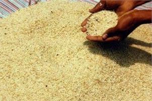 India-Pakistan Tug Of War Over Gi Tag For Basmati Rice Takes A New Turn