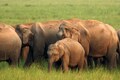 Elephant habitat in the Indian subcontinent to shift towards the Himalayas, says study