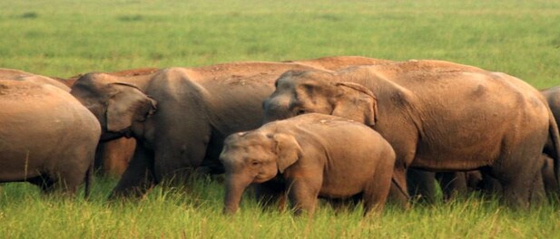World Elephant Day 2022: All You Need To Know About The Day Dedicated To  Jumbos