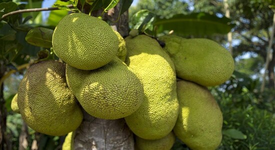 The Guardian article on jackfruit has been written with a blinkered, white-washed narrative