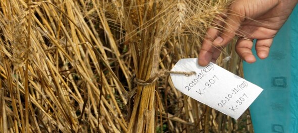 Wheat stocks fall to 6-yr low in Dec; Prices jump to record high