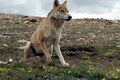 Recognise Himalayan wolf as a distinct species: study