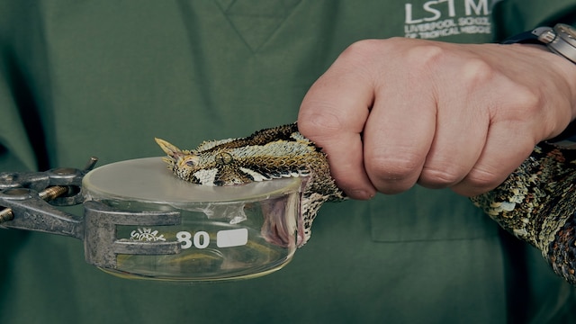 Snake Getting Injection 'Hidden health crisis' of snakebites gets $100 million funding ...