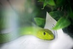 World Snake Day 2022 — Time to shed that irrational fear and negative branding