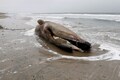 Gray whale deaths on West Coast may be linked to Arctic warmth