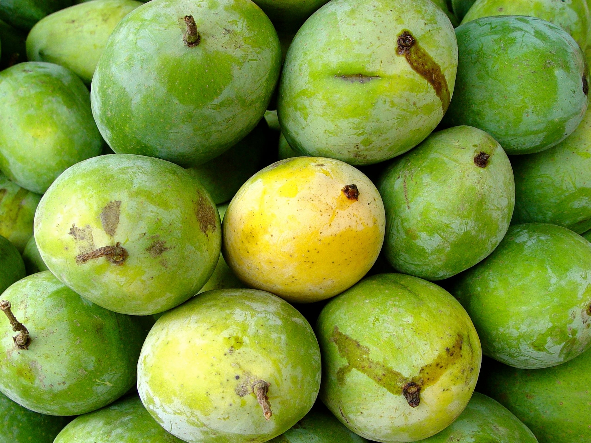 Mango Malihabadi Dusseheri of Uttar Pradesh